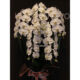 phalaenopsis-top01-30000