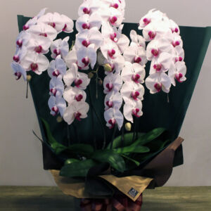 phalaenopsis-redrip01-5-50000
