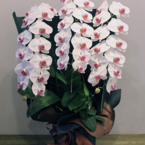 phalaenopsis-redrip02-3-30000