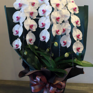 phalaenopsis-redrip03-3-30000