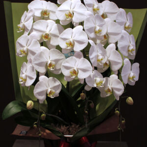 phalaenopsis01-3-20000