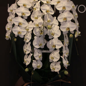 phalaenopsis02-5-30000