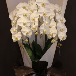 phalaenopsis03-3-15000