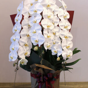 phalaenopsis05-3-30000