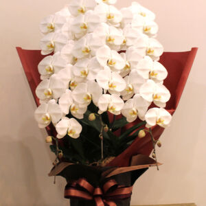 phalaenopsis08-3-30000