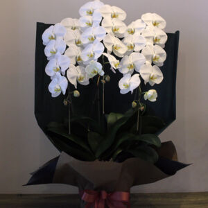 phalaenopsis09-3-20000