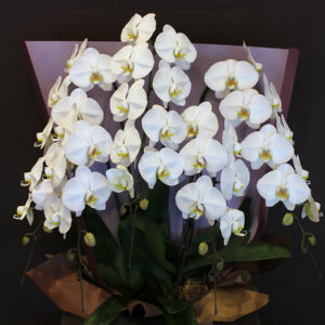 phalaenopsis10-5-40000