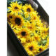 sunflower-box_01-2