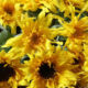 sunflower-box_03