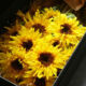 sunflower-box_04