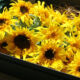 sunflower-box_05