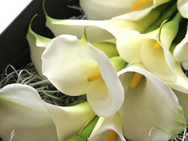 featured_calla-box-bouquet