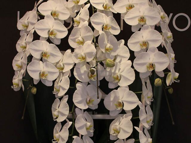 featured_phalaenopsis