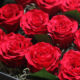 pre-dozen-roses-box-arrange-l03