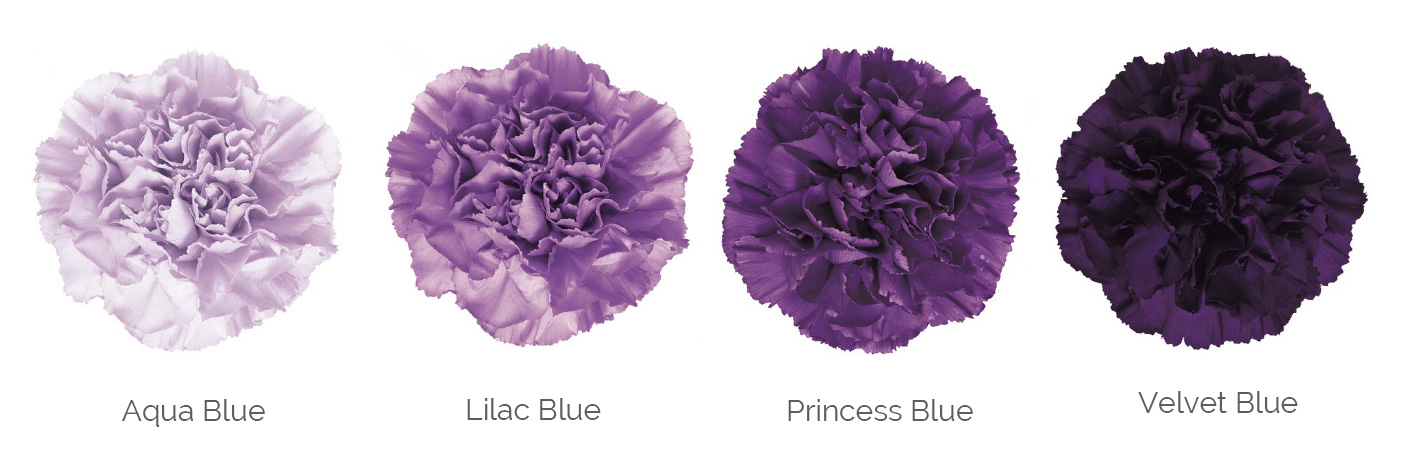 Mother's Day 2026 - K's flower novo